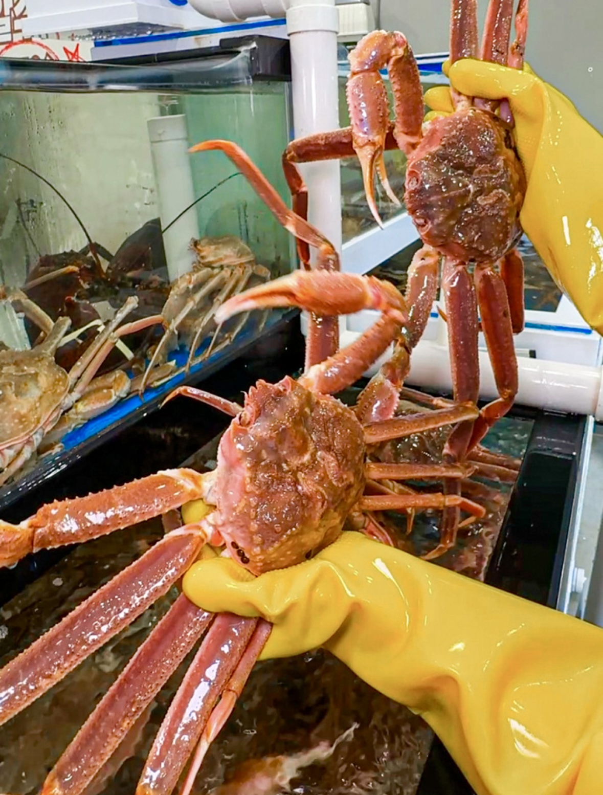 부산게싸노 사진 2