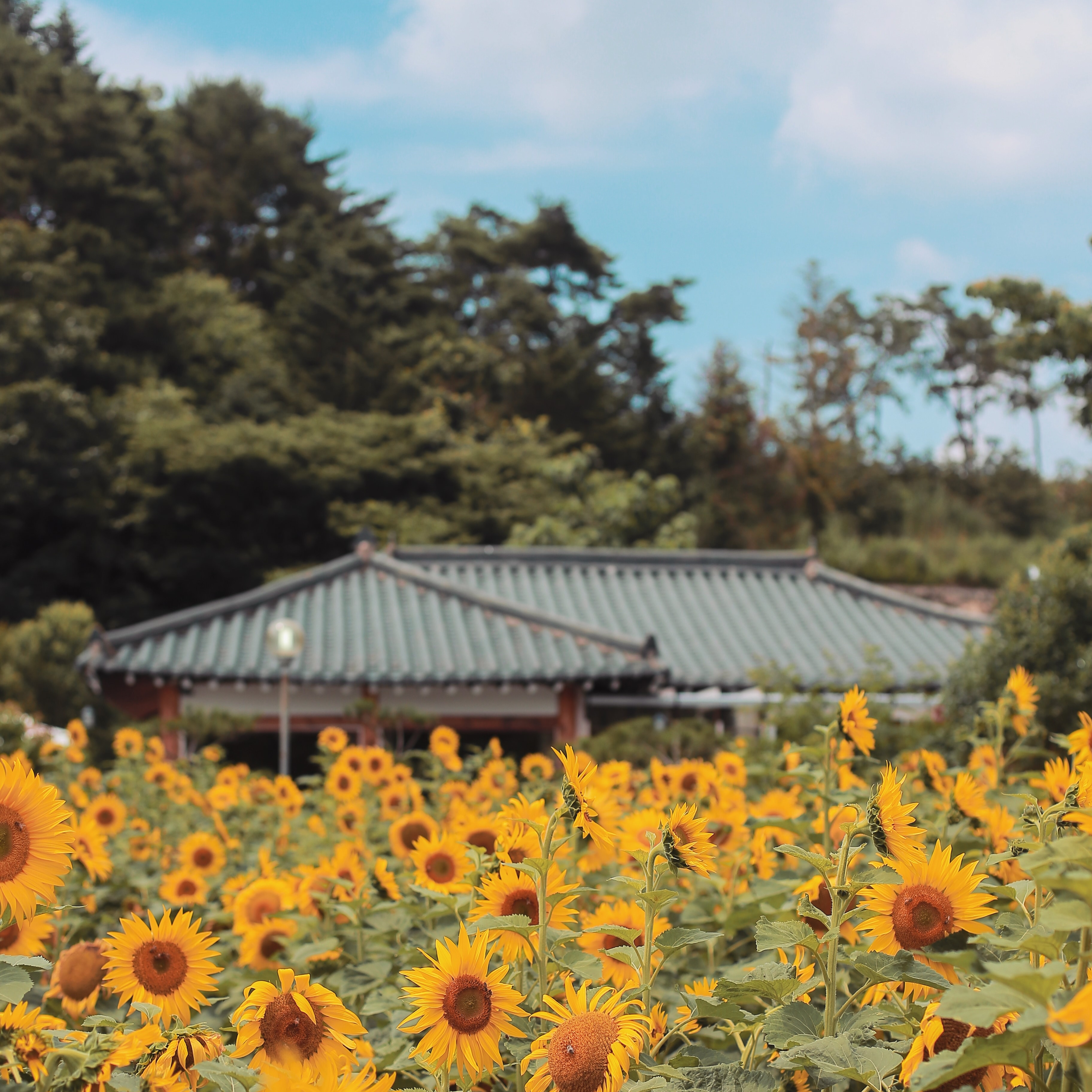 카페363