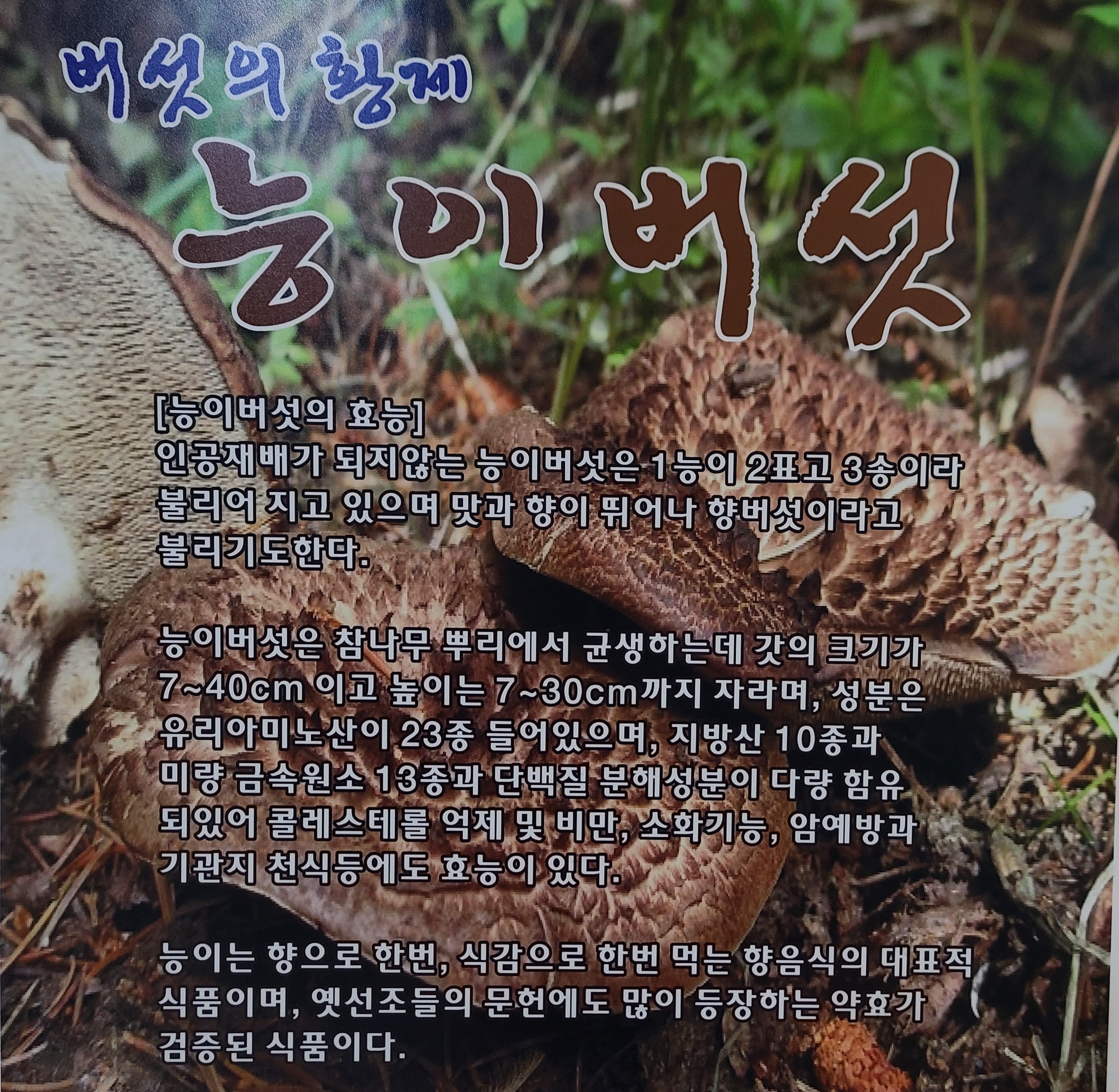 황제능이백숙 2