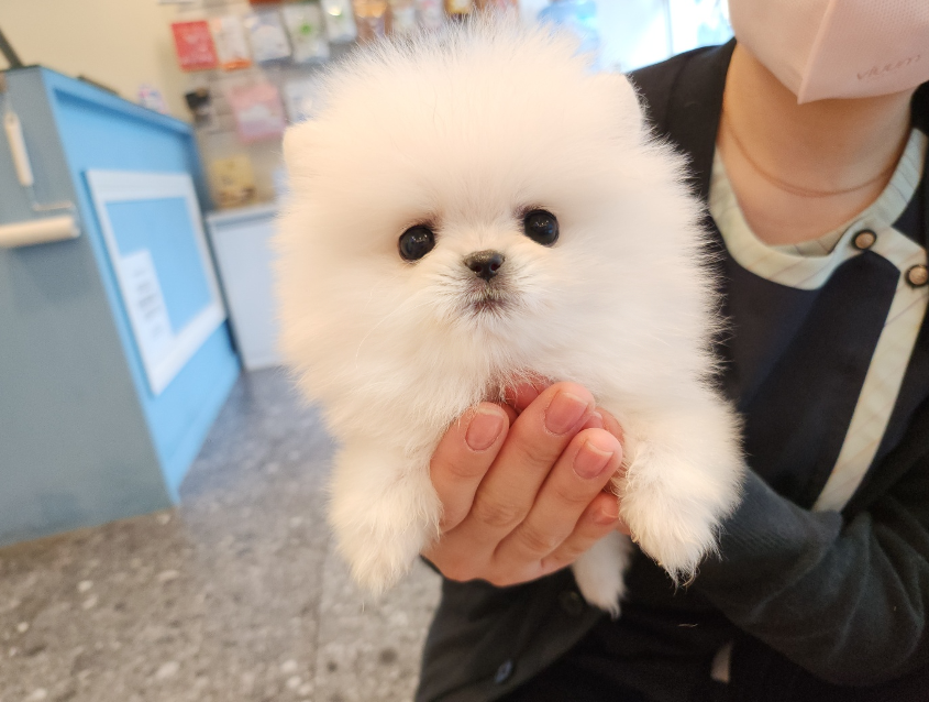 푸른들동물병원