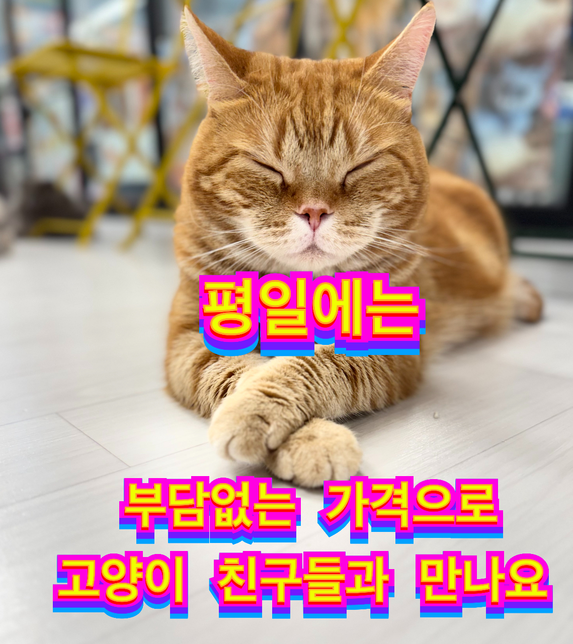 모여봐요고양이카페