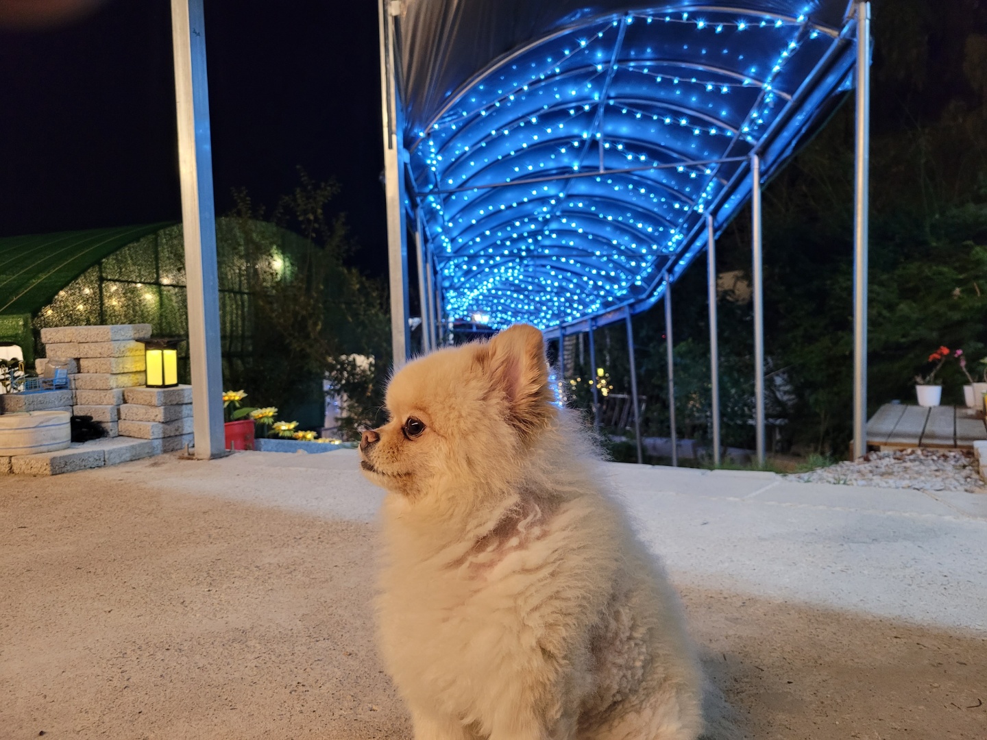 금성산가든 사진 5