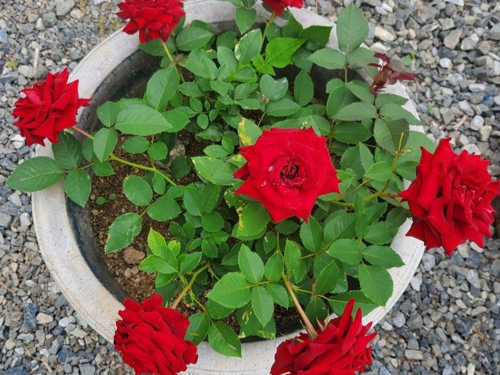 위풍당당펜션 이미지