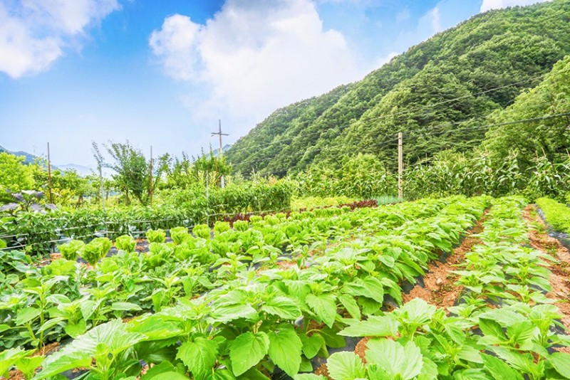 산마루펜션 이미지
