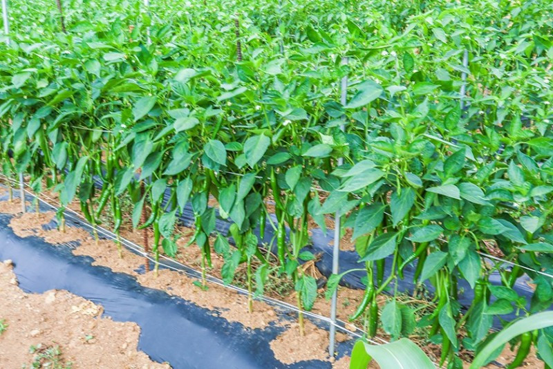 산마루펜션 이미지