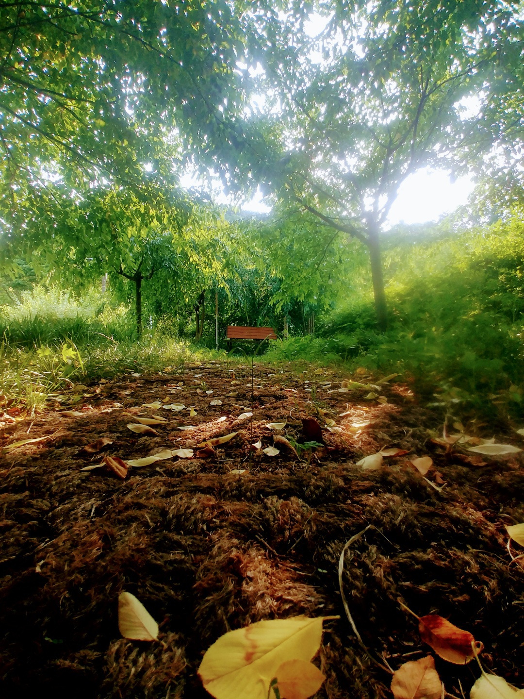 슈르르까 이미지