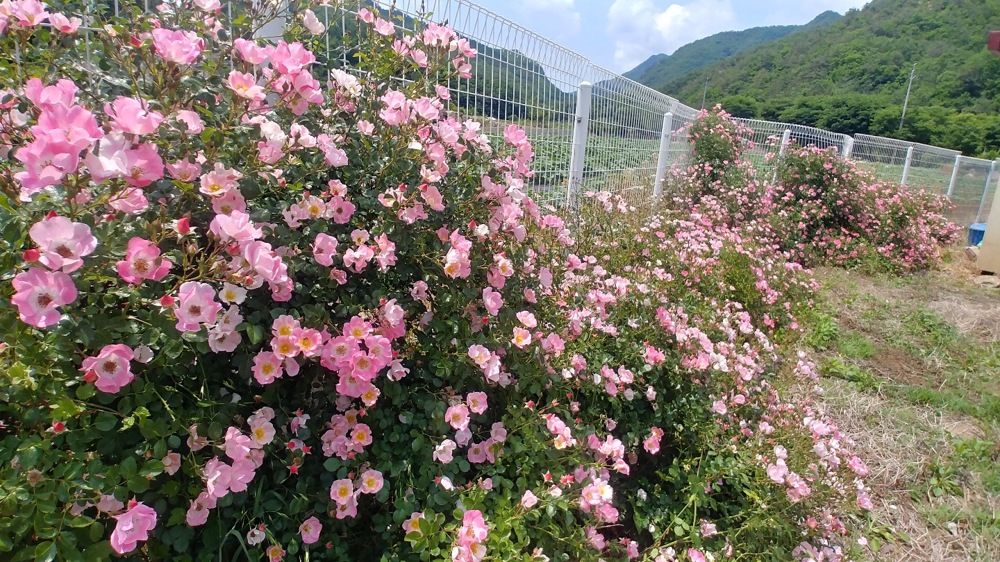 슈르르까 이미지