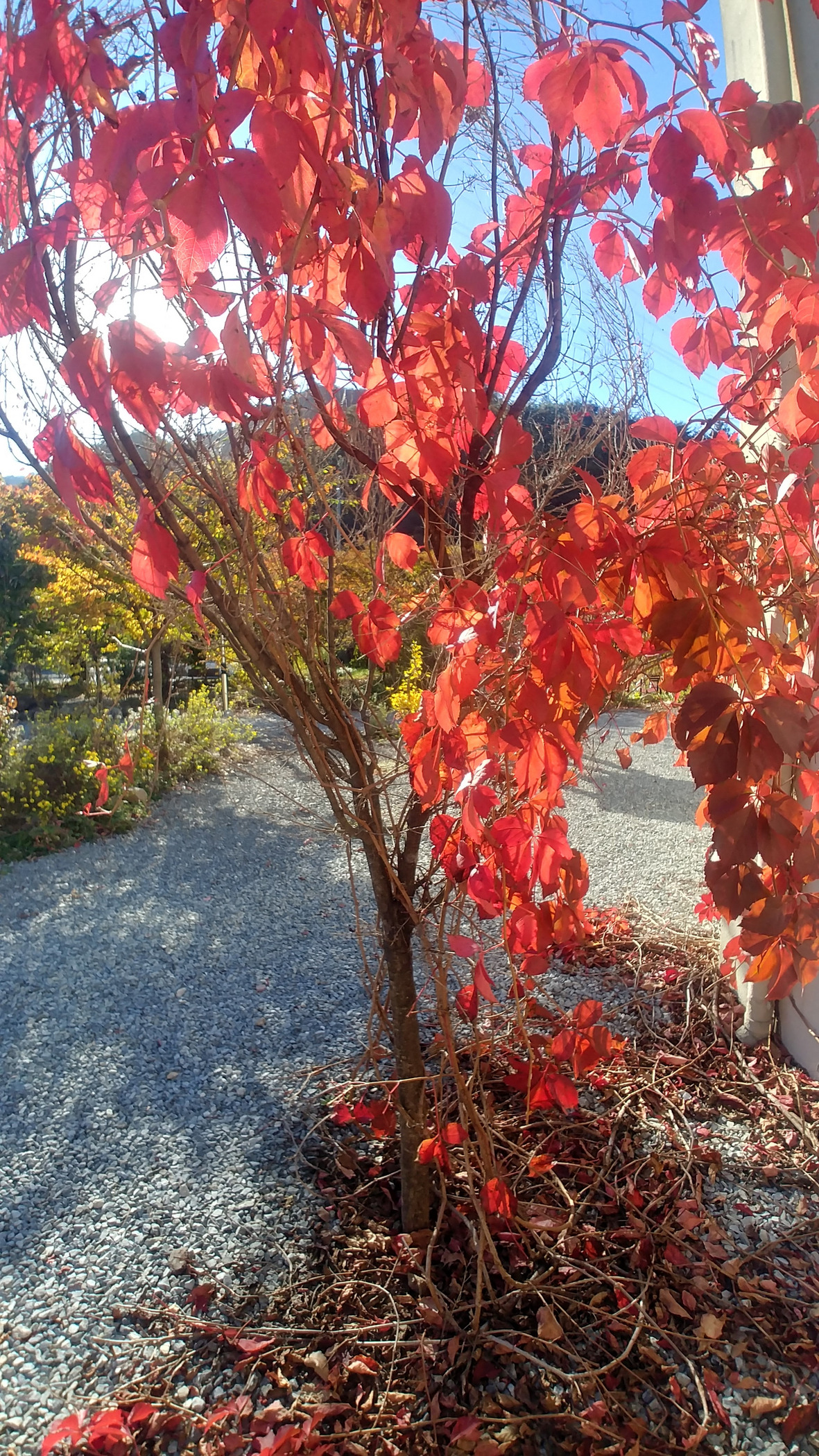 슈르르까 이미지