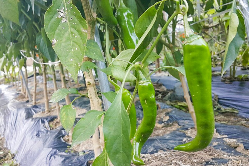 별빛한옥펜션 이미지