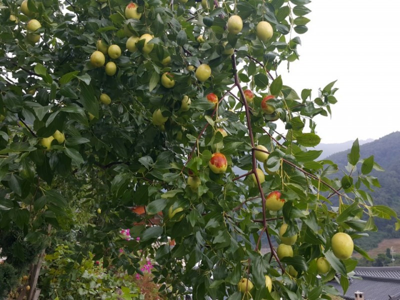 별빛한옥펜션 이미지