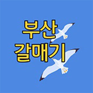 부산갈매기 사진 4
