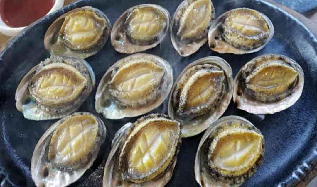 흑산도전복 사진 6