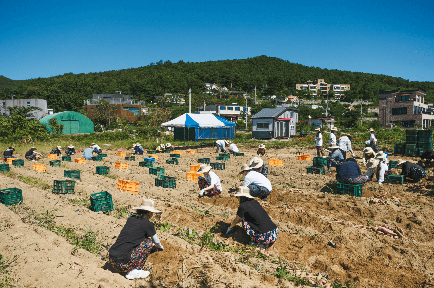 기버분들이 모자와 일바지를 입고 농밭에 한줄 한줄 앉아 고구마를 수확하는 모습입니다. 농밭에는 초록색, 파란색, 주황색 등의 플라스틱 박스가 곳곳에 놓여 있습니다.